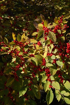 c0124100_1148890.jpg