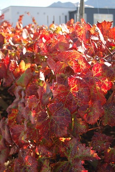 c0124100_11491078.jpg