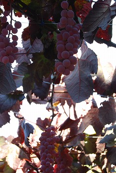 c0124100_1149186.jpg