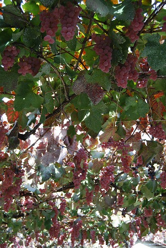 c0124100_13175049.jpg