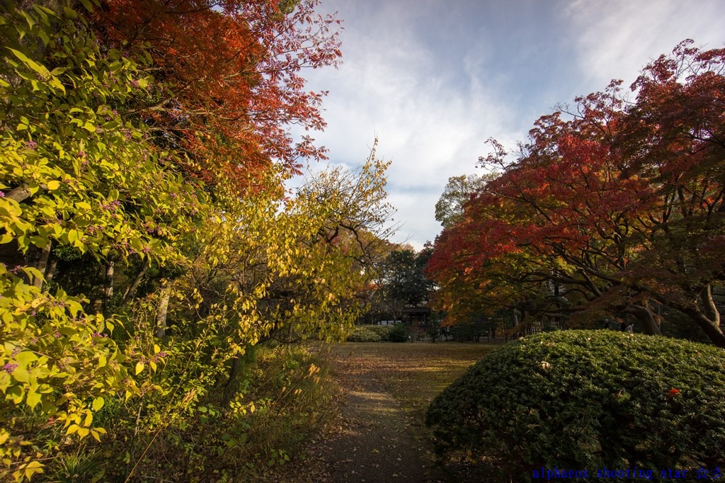 2012年11月22日　E 10-18mm in 六義園１_a0060403_1640955.jpg