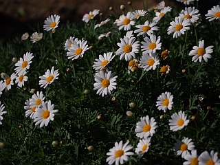 c0156908_2234699.jpg