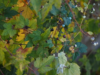 c0156908_22353915.jpg