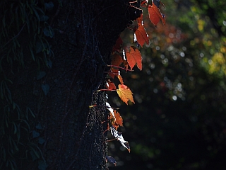 ブログトップ | 投稿 | 設定 OLYMPUS PEN mini E-PM1＋OLYMPUS M.ZUIKO ED 60mm F2.8 Macroしょの２だし_c0156908_2242289.jpg