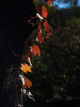 ブログトップ | 投稿 | 設定 OLYMPUS PEN mini E-PM1＋OLYMPUS M.ZUIKO ED 60mm F2.8 Macroしょの２だし_c0156908_2243889.jpg