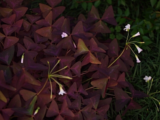 c0156908_22441256.jpg