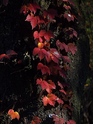 ブログトップ | 投稿 | 設定 OLYMPUS PEN mini E-PM1＋OLYMPUS M.ZUIKO ED 60mm F2.8 Macroしょの２だし_c0156908_2244140.jpg