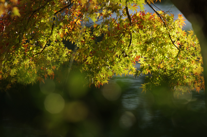 昭和記念公園　紅葉  日本庭園　　３_b0151409_22363848.jpg