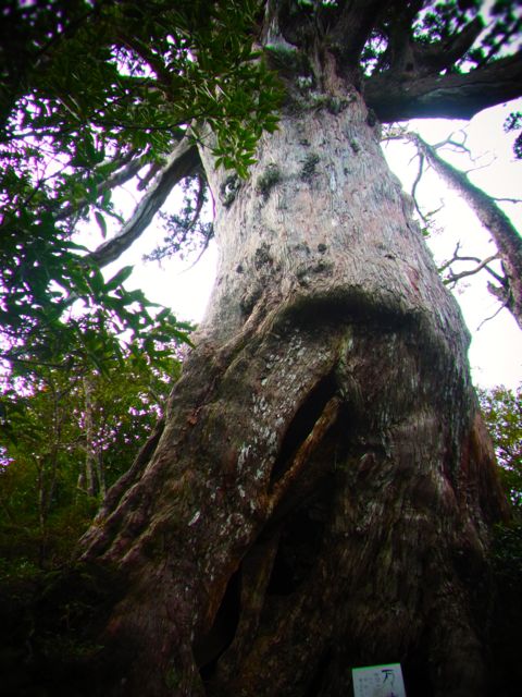 Happy Trail in 屋久島　その1　絶景のモッチョム岳_b0183911_1222976.jpg