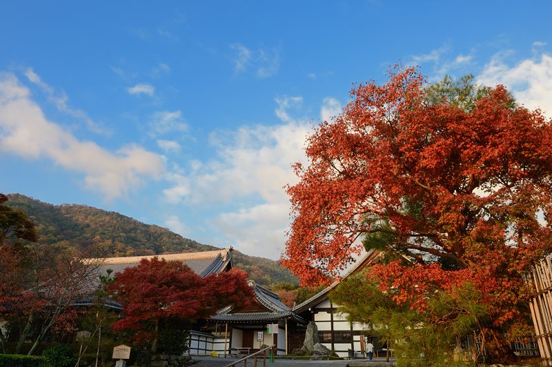 2012京都の紅葉・天龍寺_f0032011_16112061.jpg