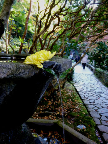 紅葉だより43 哲学の道から法然院_e0048413_1525388.jpg