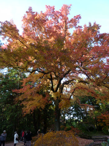 紅葉だより44　楓(フウ)とカエデ　植物園_e0048413_15485738.jpg