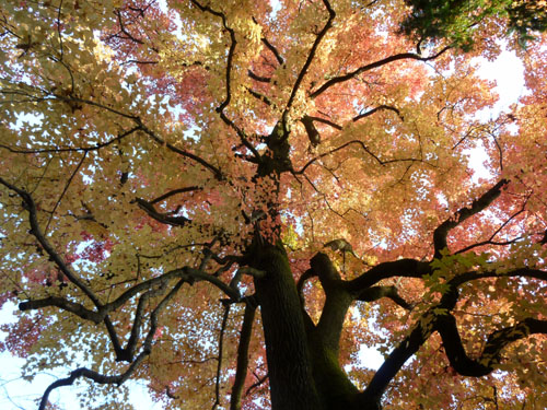 紅葉だより44 楓(フウ)とカエデ 植物園_e0048413_15491385.jpg