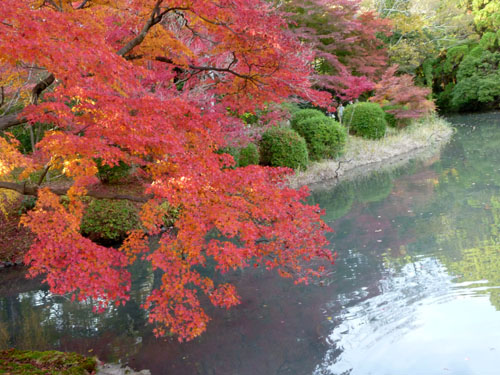 紅葉だより44　楓(フウ)とカエデ　植物園_e0048413_15492477.jpg