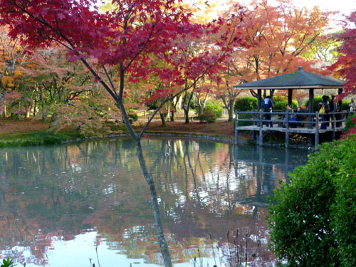 紅葉だより44 楓(フウ)とカエデ 植物園_e0048413_15501881.jpg