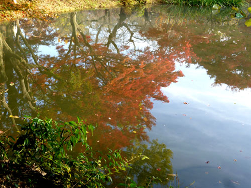 紅葉だより44 楓(フウ)とカエデ 植物園_e0048413_1550286.jpg