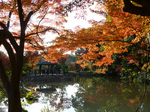 紅葉だより44 楓(フウ)とカエデ 植物園_e0048413_15503540.jpg