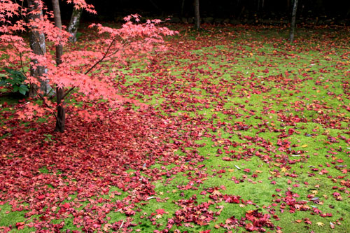 紅葉だより45 高桐院_e0048413_17101525.jpg