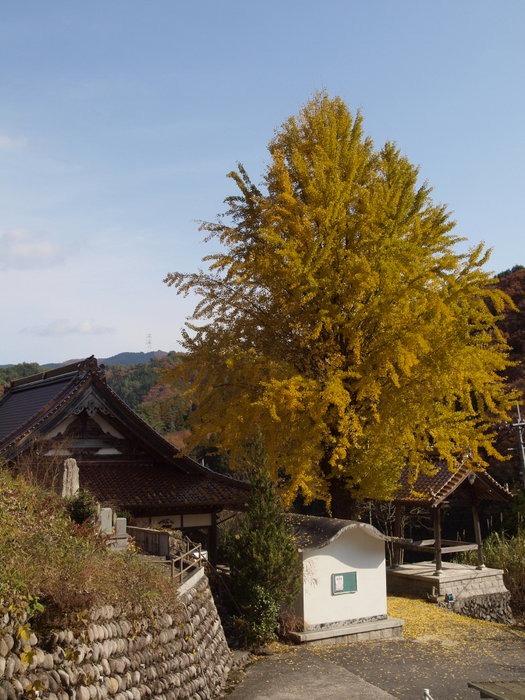 西法寺のイチョウ_c0116915_0353797.jpg