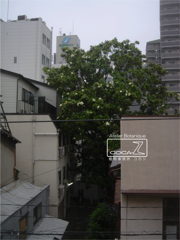 b0160123_1292144.gif