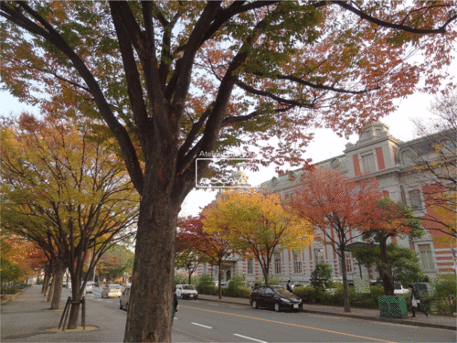 b0160123_1302982.gif