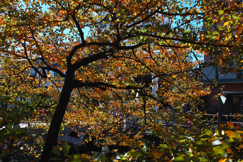 c0223825_494795.jpg