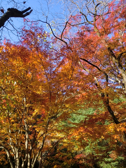 花貫渓谷（茨城県高萩市）　2012.11.18_d0130927_114571.jpg