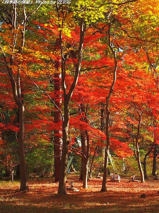 錦秋の武蔵丘陵森林公園 1 四季彩の部屋