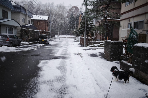 朝から猛吹雪状態だったけど。_c0051132_2137459.jpg
