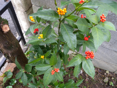 e0272335_1591036.jpg