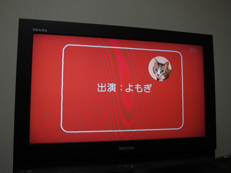 「あたし、ねこ」に採用されるまでのこと_b0006537_10544127.jpg