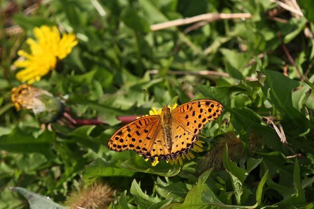 a0242438_174844.jpg