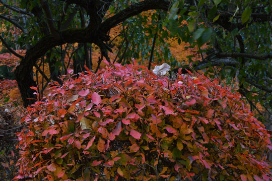 c0093046_818489.jpg