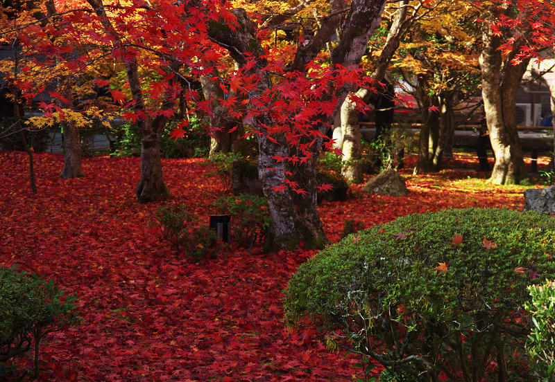 真っ赤な絨毯（圓光寺）_f0155048_12271233.jpg