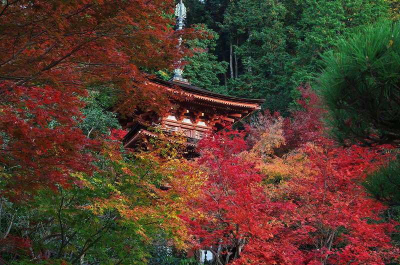 浄瑠璃寺・秋景（木津川市）_f0155048_1246975.jpg