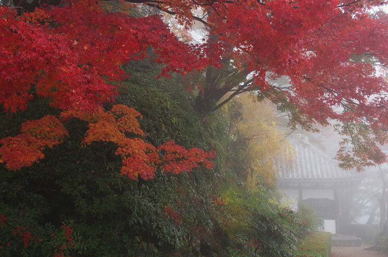 霧むせぶ善峯寺の紅葉（善峯寺・前編）_f0155048_15341470.jpg