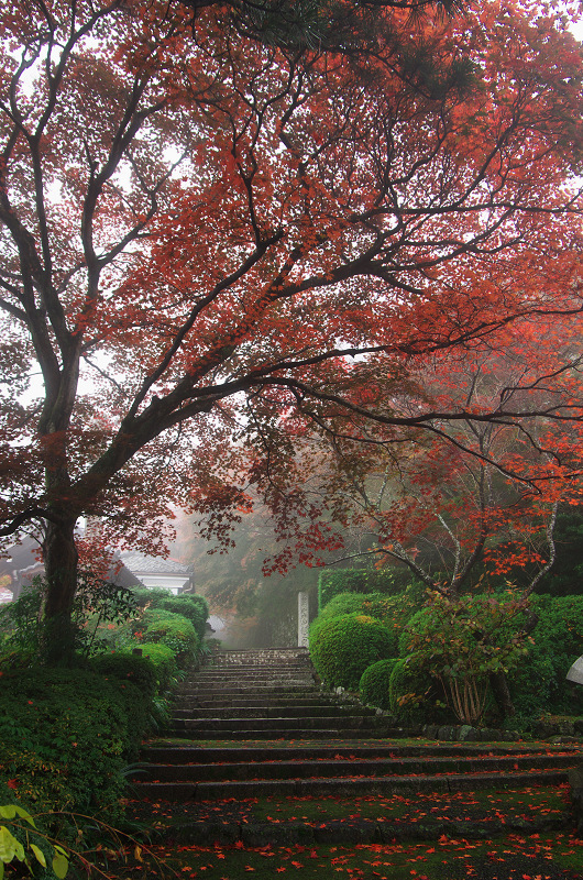 霧むせぶ善峯寺の紅葉（善峯寺・前編）_f0155048_15343512.jpg