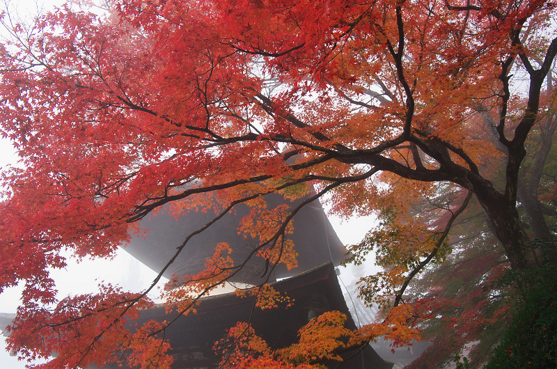 霧むせぶ善峯寺の紅葉（善峯寺・前編）_f0155048_15351022.jpg