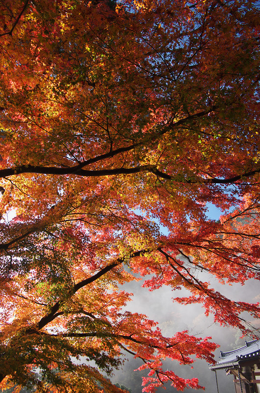 霧むせぶ善峯寺の紅葉（善峯寺・前編）_f0155048_15371278.jpg