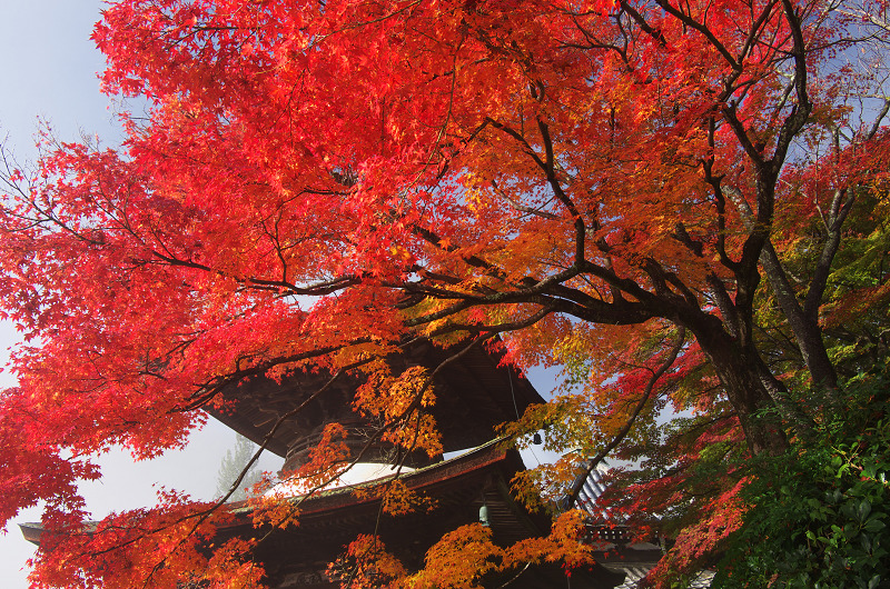 霧むせぶ善峯寺の紅葉（善峯寺・前編）_f0155048_15382651.jpg