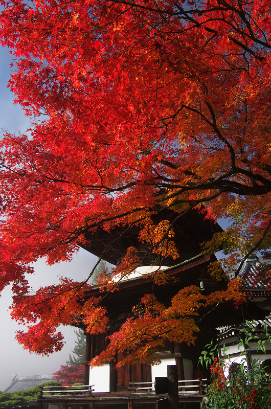 霧むせぶ善峯寺の紅葉（善峯寺・前編）_f0155048_15384958.jpg