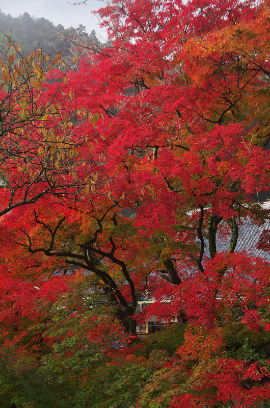 霧むせぶ善峯寺の紅葉（善峯寺・前編）_f0155048_15394858.jpg