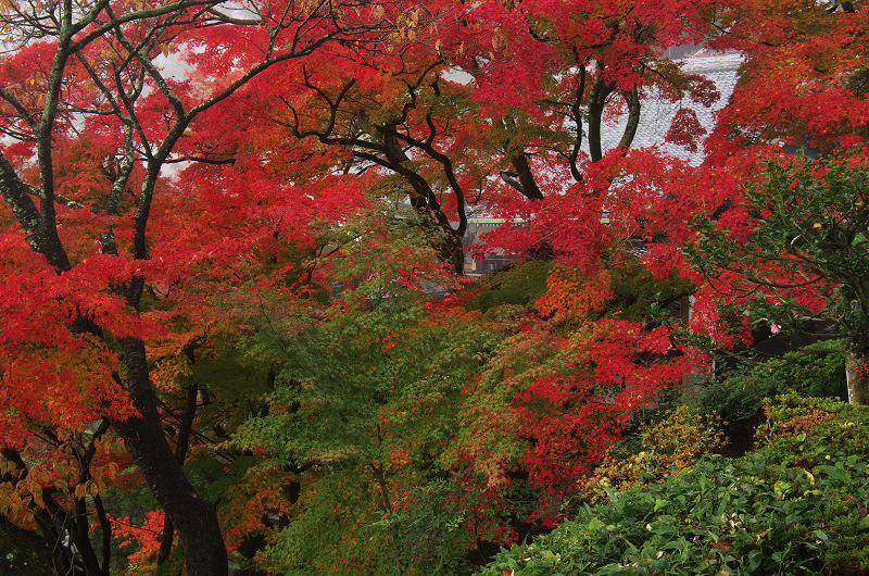 霧むせぶ善峯寺の紅葉（善峯寺・前編）_f0155048_15395519.jpg