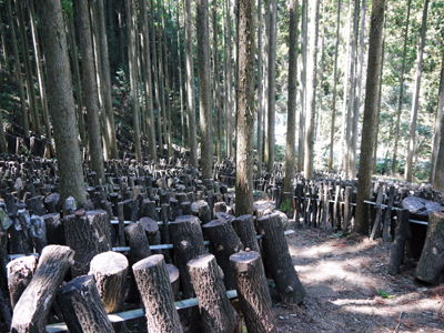 原木しいたけ 原木の運搬作業は驚きの連続!!その2_a0254656_1758489.jpg