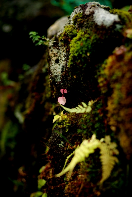 f0096666_12525650.jpg