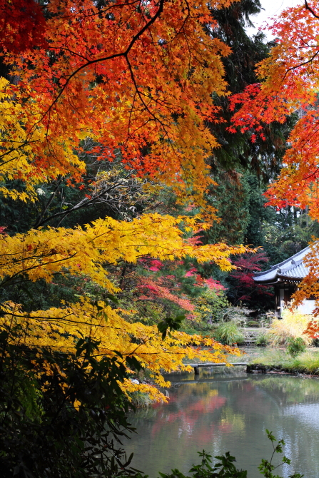 ＊　錦秋の浄瑠璃寺 １　＠京都、木津川市加茂町_f0225276_1525151.jpg