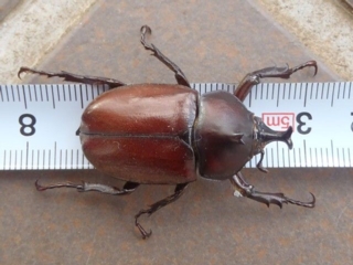 小さいカブトムシ My Blog 小さいカブトムシ My Blog