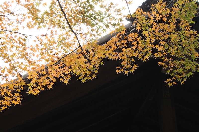 京都の紅葉_c0173978_051367.jpg