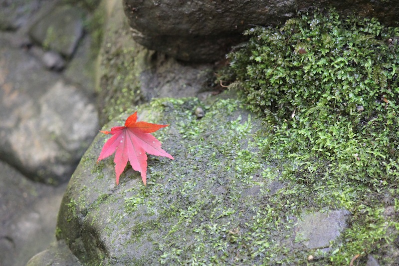 京都の紅葉_c0173978_0525658.jpg