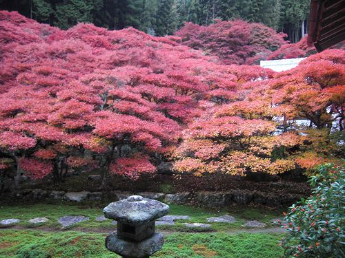 どうだんつつじの紅葉 2012 「大龍寺」_b0194979_1727886.jpg